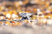 Pied wagtail - Angel wings